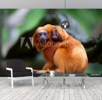 Picture of Golden lion tamarin with baby